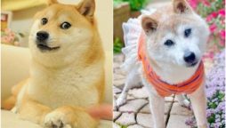 Kabosu, Shiba Inu behind viral Doge Meme is no more