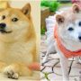 Kabosu, Shiba Inu behind viral Doge Meme is no more