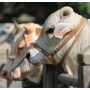 State Bank to Introduce QR Codes for Buying Qurbani Animals!