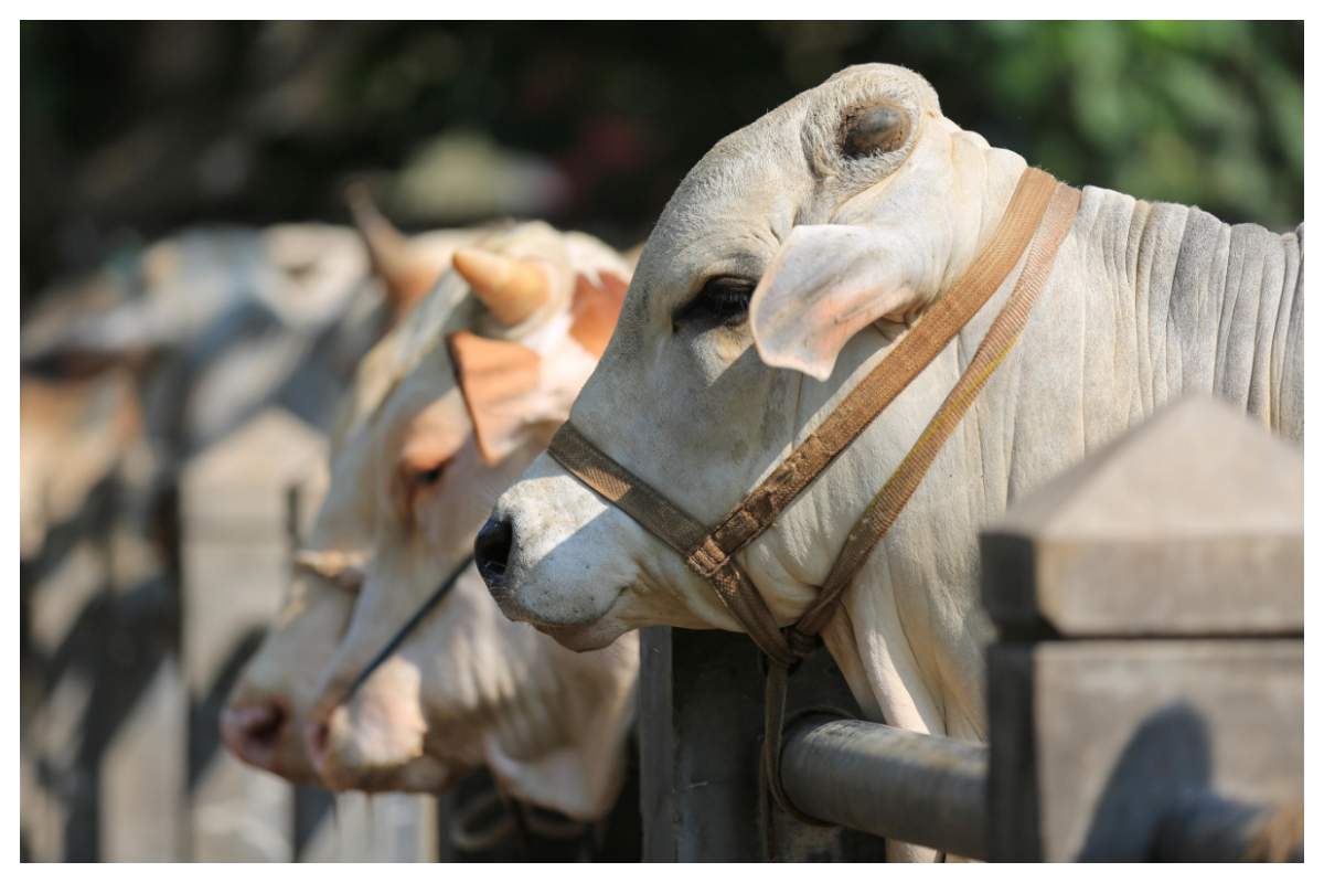 State Bank to Introduce QR Codes for Buying Qurbani Animals!