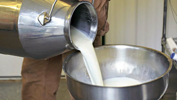 Dairy Farmers in Karachi Seek Rs300/Litre Milk Price