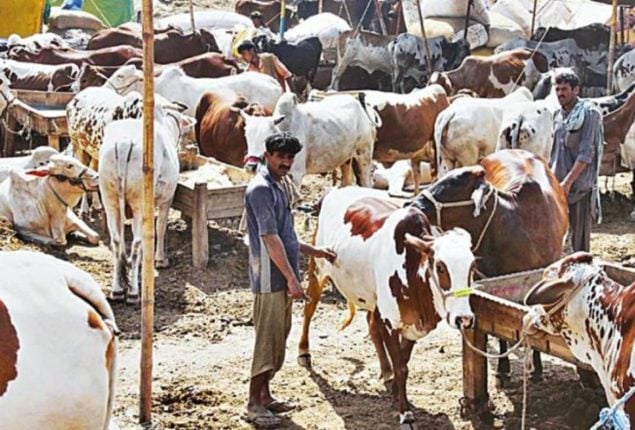 Eid-ul-Adha 2024: Locations Revealed for Islamabad’s Cattle Markets