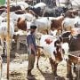 Eid-ul-Adha 2024: Locations Revealed for Islamabad's Cattle Markets