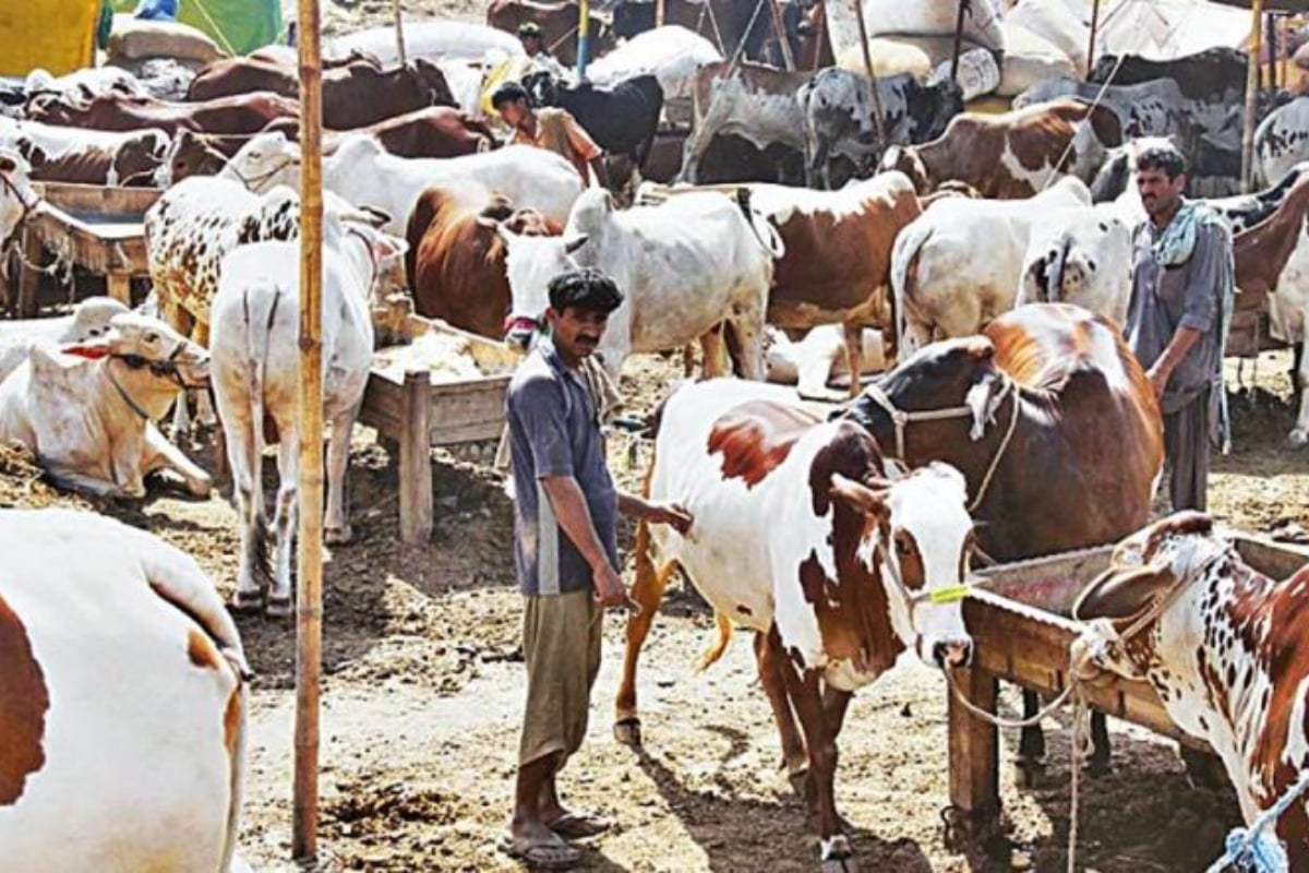 Eid-ul-Adha 2025 cattle market locations announced- Check here
