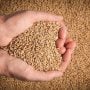 Punjab urged immediate halt to wheat imports, inquiry body detects