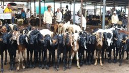 Governor Sindh announces free goats to those in need on Eidul Adha 2024