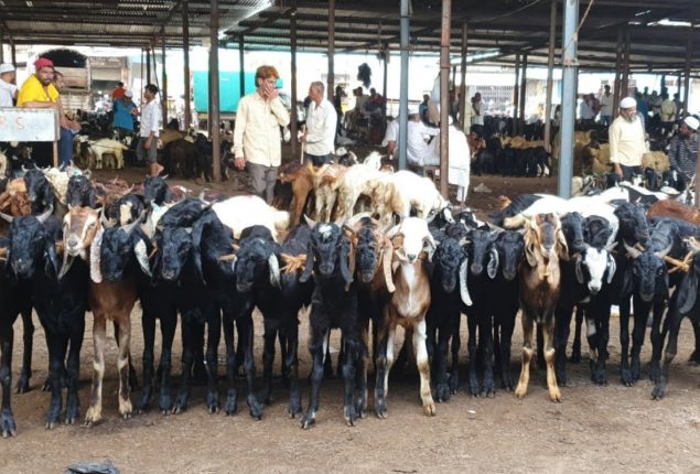 Governor Sindh announces free goats to those in need on Eidul Adha 2024