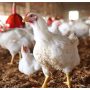 Chicken Prices Reduced in Punjab After Eid ul Adha 2024