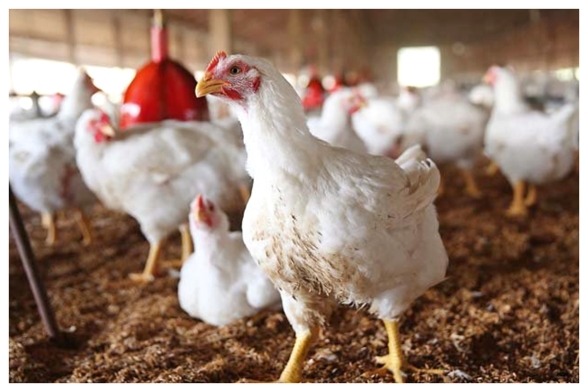 Chicken prices in Pakistan