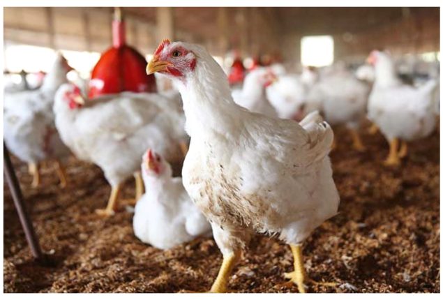 Chicken and vegetable prices continue to increase
