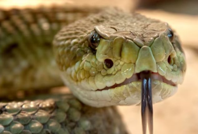 Bangladesh steps up efforts to raise awareness of snake bite as cases surge