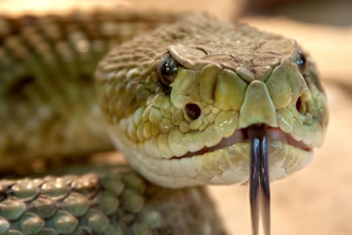 Bangladesh steps up efforts to raise awareness of snake bite as cases surge