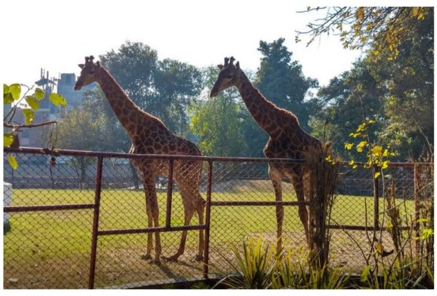 Lahore Zoo Welcomes People with New Animals: Checkout Eid Timings!
