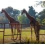 Lahore Zoo Welcomes People with New Animals: Checkout Eid Timings!