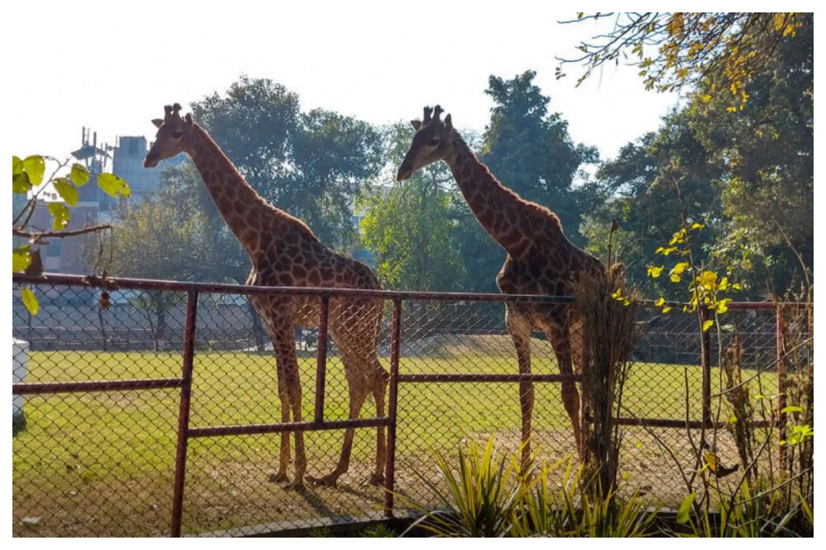 Lahore Zoo Welcomes People with New Animals: Checkout Eid Timings!