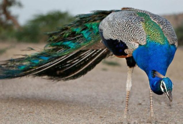 Extreme Heat: 25 peacocks die in Tharparkar