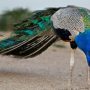 Extreme Heat: 25 peacocks die in Tharparkar