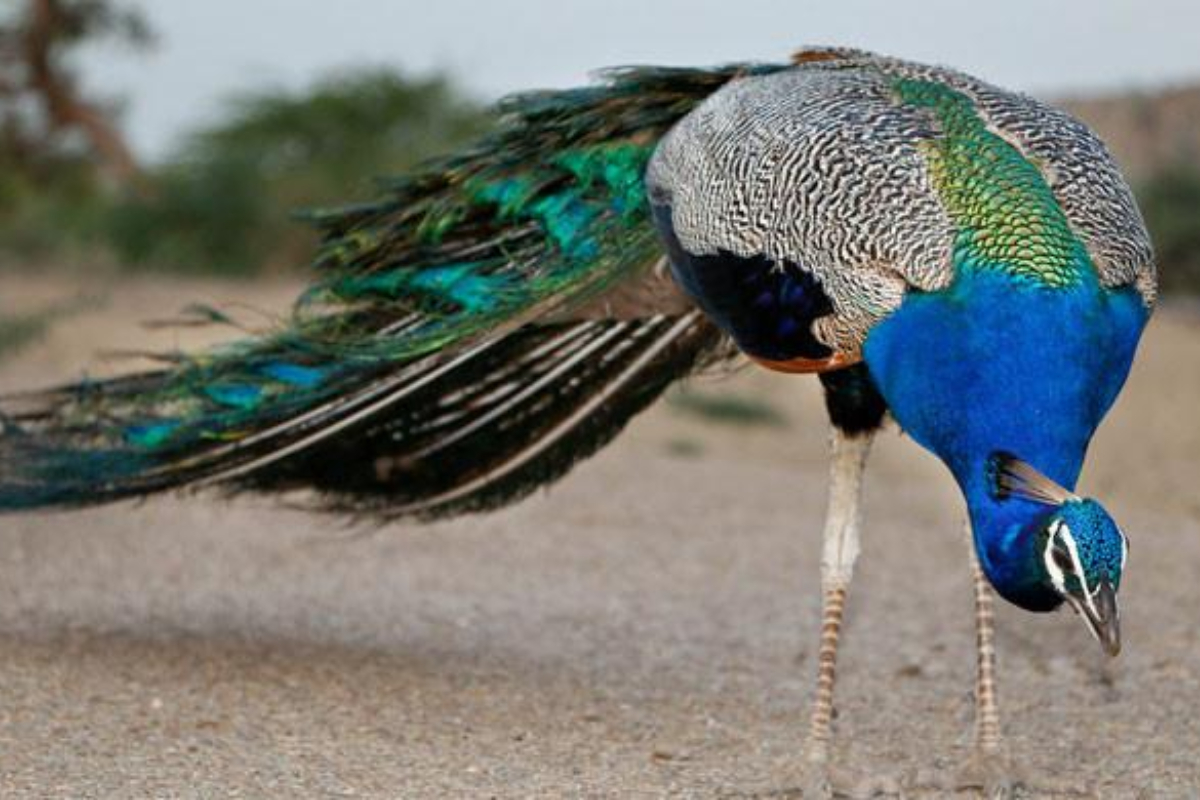 Tharparkar