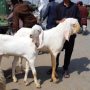 Lahore bans street sale of qurbani animals for Eidul Adha