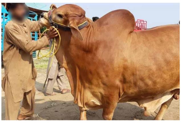 Eid ul-Adha 2024 Qurbani Videos Are Rising on Social Media!