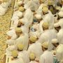 Bohra community celebrates Eid ul-Adha 2024 today