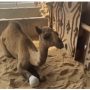 Court sends 6 accused on physical remand for cutting camel’s limb