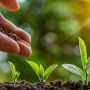 Tarar for planting maximum trees to combat future climate challenges