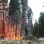 Canada: Around 5,000 people were forced to leave the western town of Jasper