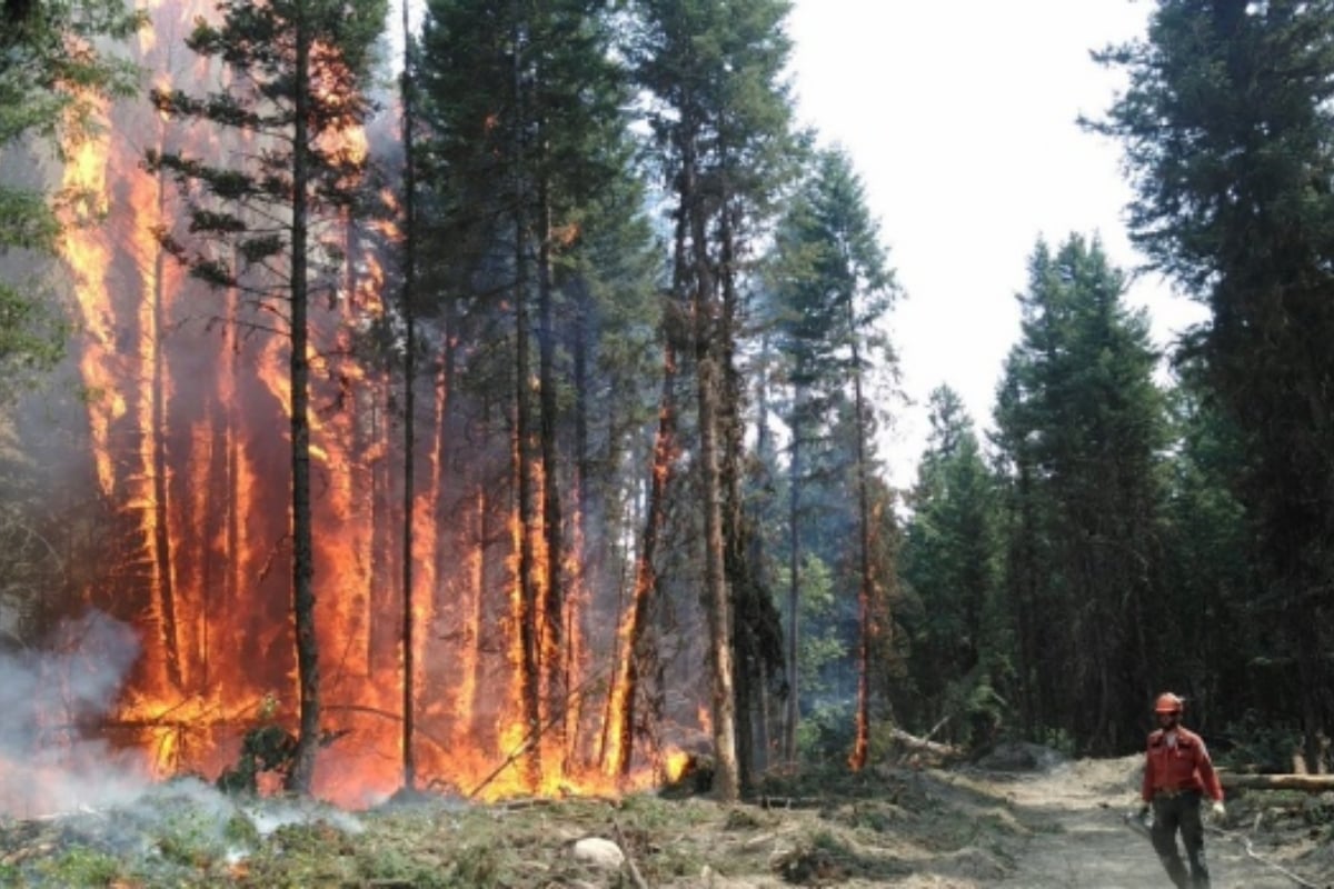 Canada: Around 5,000 people were forced to leave the western town of Jasper