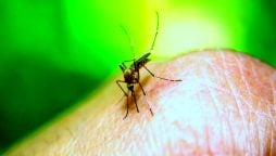 Two dengue cases reported in Rawalpindi 
