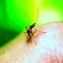 Karachi reports 11 new dengue cases in 24 hours