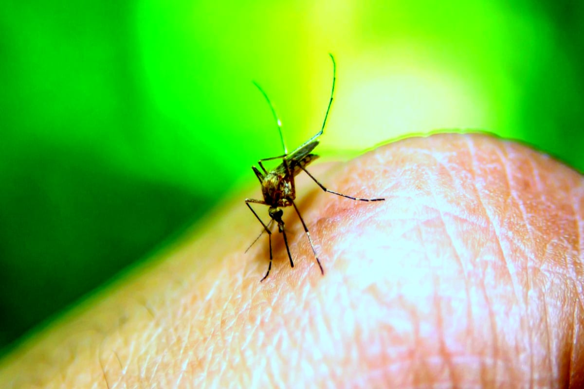 Two dengue cases reported in Rawalpindi 