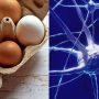 Eggs may slow down cognitive decline, new study