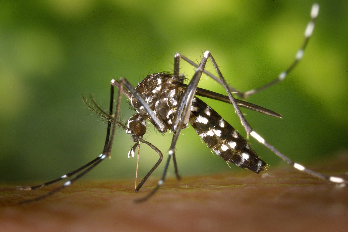 Surge in dengue cases raise concerns