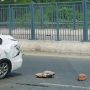 5 killed, 10 other injured in tragic accident near Islamabad Motorway