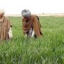 Govt decides to impose tax on agriculture income from July 2025