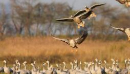migratory birds