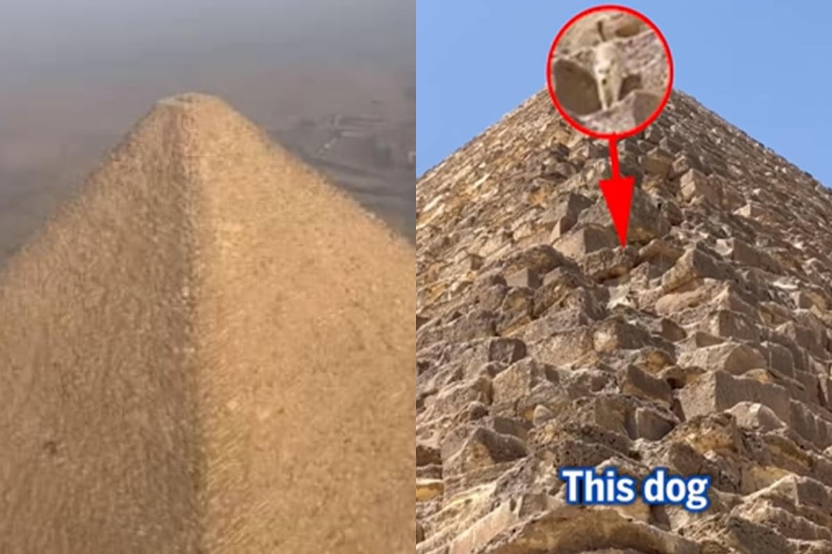 Watch: Stray dog caught climbing Egypt’s second-largest Pyramid goes viral