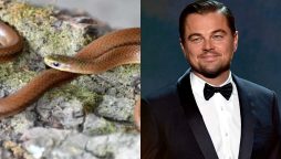 Leonardo DiCaprio