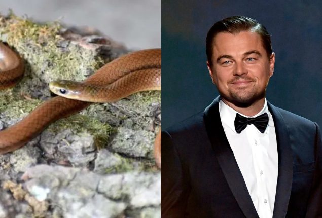 Why scientists named newly discovered snake species after Leonardo DiCaprio?