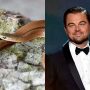 Why scientists named newly discovered snake species after Leonardo DiCaprio?
