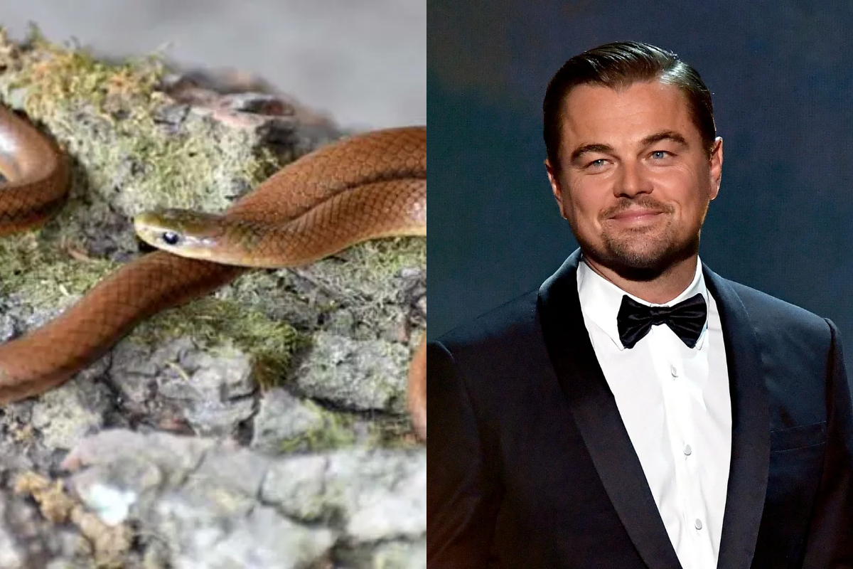 Leonardo DiCaprio