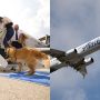 Man claims Alaska Airlines economy seat led dog’s to death, sue the airline
