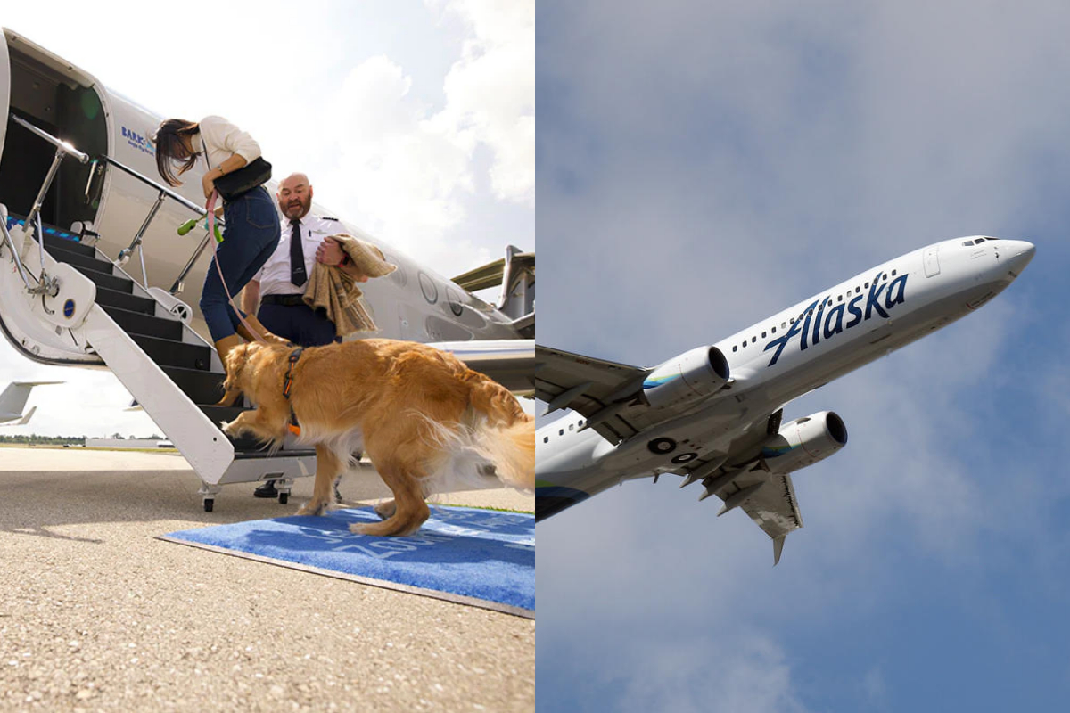 Man claims Airline's economy seat led dog's to death, sue the airline