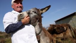 Donkey milk