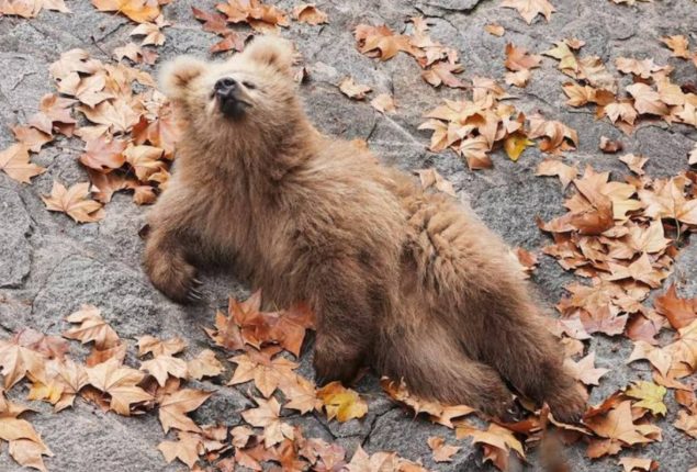 Junjun bear cub of Shanghai zoo becomes local and online sensation