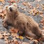 Junjun bear cub of Shanghai zoo becomes local and online sensation