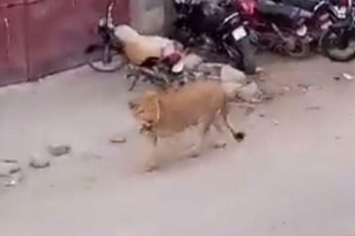 Panic in Lahore: Lion breaks free and roams in streets