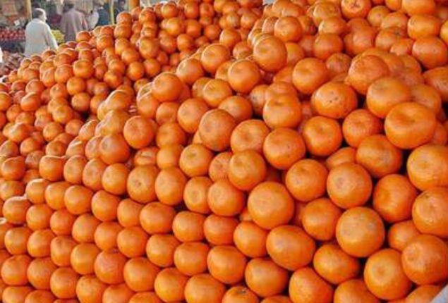 Climate change impacts orange production in Pakistan