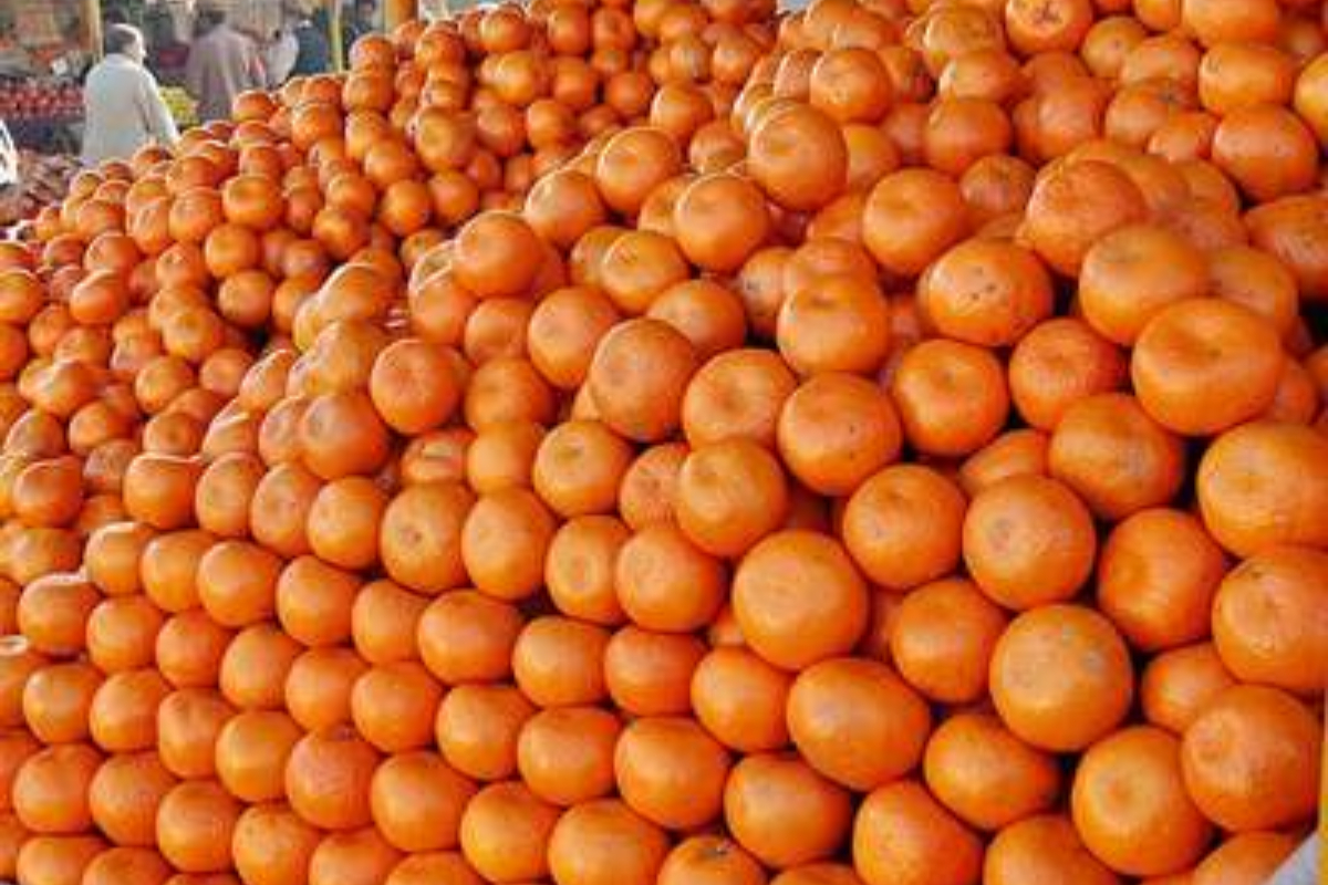 Climate change impacts orange production in Pakistan